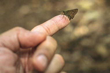 Sol parmağımın üst ucunda bir güve var.