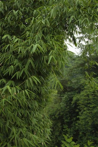 丘の中腹に緑と背の高い竹の植物 — ストック写真