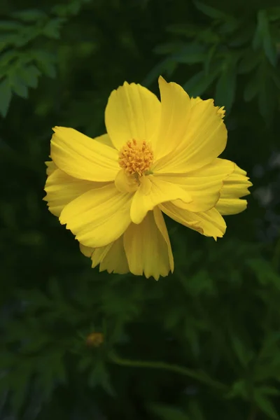 Zblízka Jasný Světle Žlutý Kosmos Bipinnatus Květ — Stock fotografie
