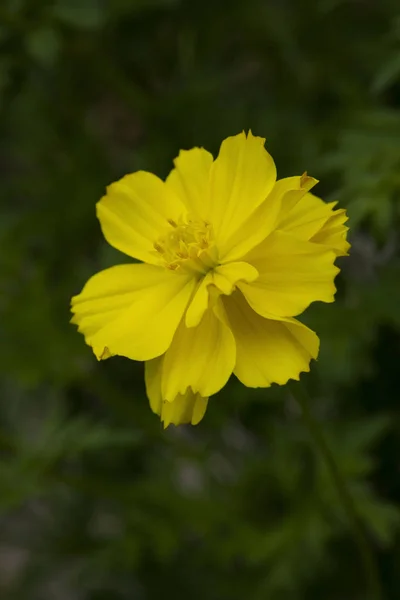Yakın Plan Parlak Işık Sarı Kozmos Sülfür Çiçeği — Stok fotoğraf