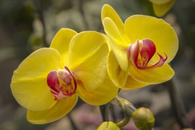 Yakın plan güzel, parlak sarı orkideler çiçek