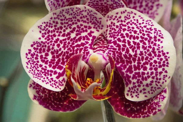 Close Impressionante Textura Branco Vermelho Cor Orquídea Flor Imagem — Fotografia de Stock