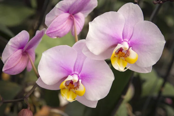 Gros Plan Belle Colorée Fleur Orchidée Photo — Photo