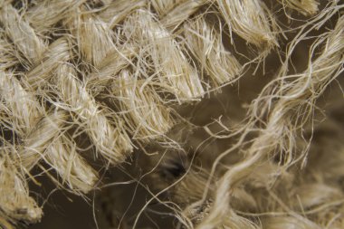 Makro çekimler, çuval bezi tarafında.