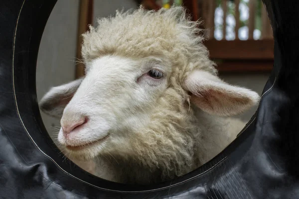 Κοντινό Πλάνο Πρόβατα Χαριτωμένο Πρόσωπο Στο Αγρόκτημα — Φωτογραφία Αρχείου