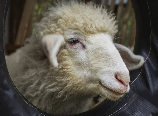 Κοντινό Πλάνο Πρόβατα Χαριτωμένο Πρόσωπο Στο Αγρόκτημα — Φωτογραφία Αρχείου