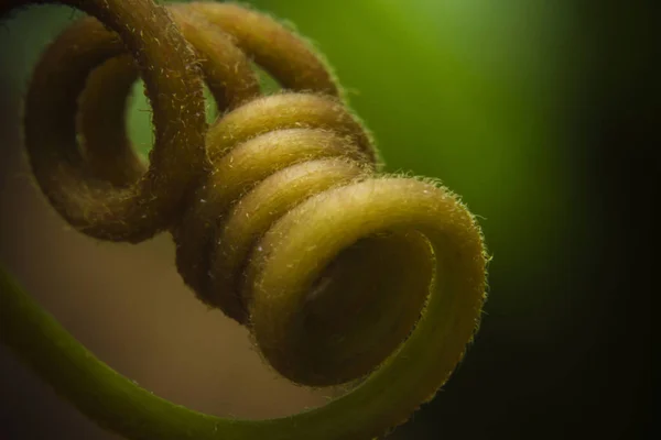 Macro Tiro Vermelho Paixão Planta Trepadeira Partes Tendril Têndria Paixão — Fotografia de Stock