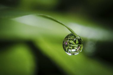 Macro küçük bir yağmur damlasını yeşil bir çimene fırlatıyor.