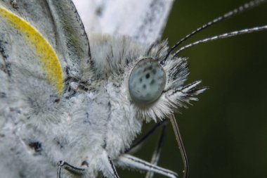 Çiçekteki güzel beyaz kelebek yüzü bitkilerin tozlaşmasına yardımcı olur.