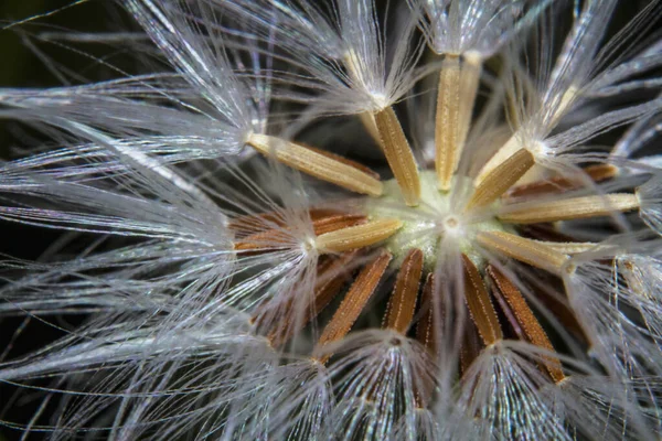 Μακρό Πλάνο Closeup Όμορφους Σπόρους Λουλουδιών Πικραλίδα — Φωτογραφία Αρχείου