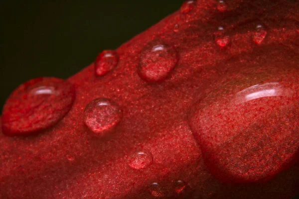 Macro Lövés Közeli Esővíz Cseppek Piros Szenvedély Virág Passiflora Racemose — Stock Fotó