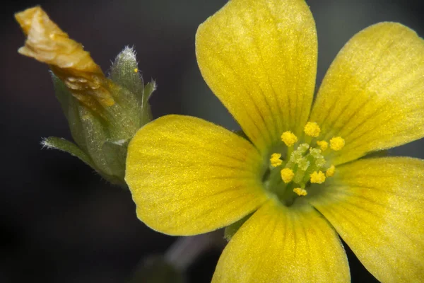 Macro Disparó Hermosas Flores Silvestres Amarillas Jardín — Foto de Stock