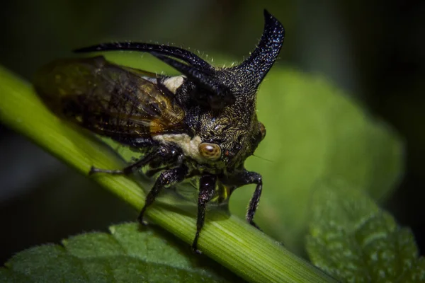 Close Berinjela Horned Planthopper Inseto Leptocentrus Taurus — Fotografia de Stock