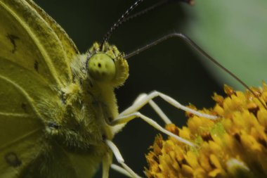 Çiçekteki güzel sarı kelebek yüzü bitkilerin tozlaşmasına yardımcı olur.