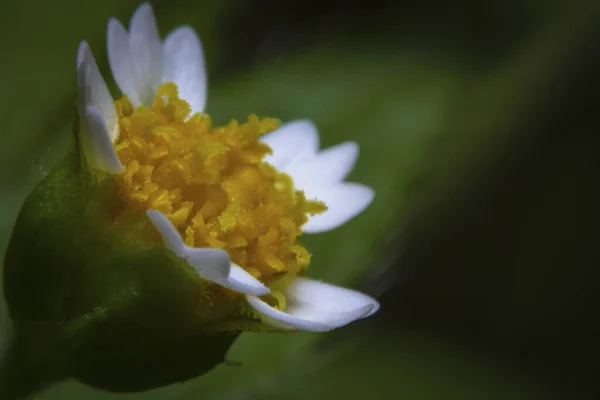 Makro Strzał Dziki Kwiat Zbliżenie Obraz — Zdjęcie stockowe