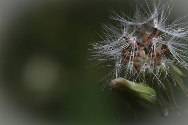 Макро Знімок Крупним Планом Красиві Насіння Квітів Кульбаби — стокове фото