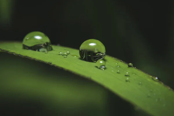 Краплі Дощової Води Зеленій Траві — стокове фото