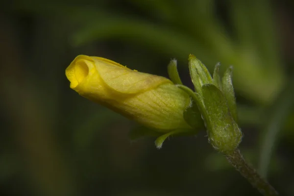 Macro Shot Beau Bourgeon Fleurs Sauvages Jaunes Dans Jardin — Photo