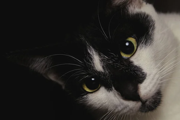 Крупним Планом Обличчя Чорно Білий Кіт Дивиться Єктив Камери — стокове фото