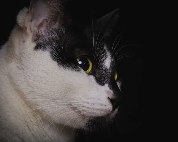 Primer Plano Lindo Cara Negro Blanco Gato Mirando Hasta Juguetes —  Fotos de Stock