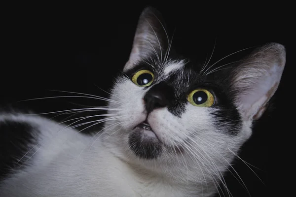 Крупним Планом Милий Обличчя Чорно Білий Кіт Дивиться Будинок Геко — стокове фото