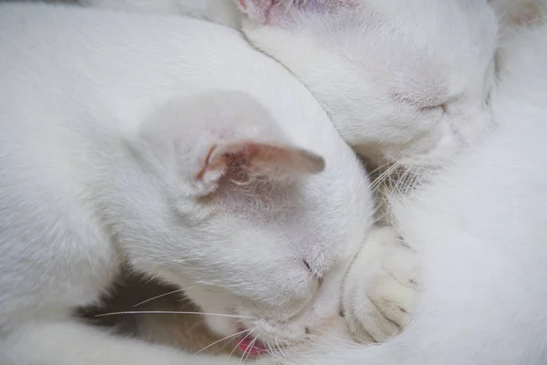 Close Dos Lindos Gatitos Blancos Amamantando —  Fotos de Stock