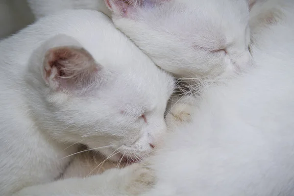 Close Dos Lindos Gatitos Blancos Amamantando —  Fotos de Stock