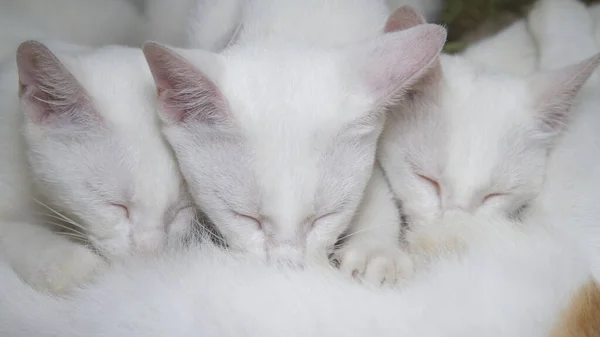 Close Tres Lindos Gatitos Blancos Amamantando —  Fotos de Stock