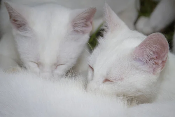 Close Dois Gatinhos Brancos Bonitos Amamentação — Fotografia de Stock