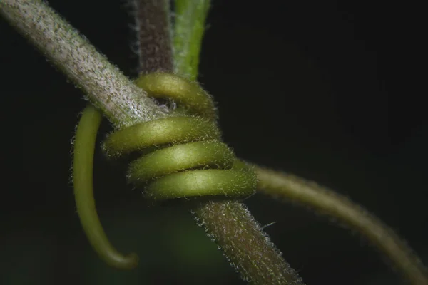 Macro Tiro Rojo Pasión Planta Escalada Partes Tendril Rojo Pasión — Foto de Stock