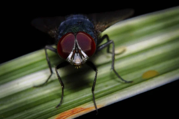 Macro Disparó Una Mosca Descansando Hoja — Foto de Stock