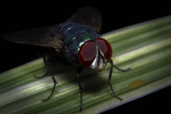 Macro Sparato Una Mosca Appoggiata Sulla Foglia — Foto Stock