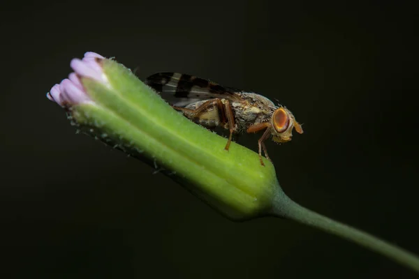 Macro Zastrzelił Muchę Spoczywającą Dzikim Pąku Kwiatów — Zdjęcie stockowe