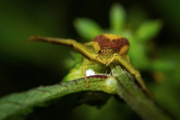 Spider Vicino Nella Posizione Caccia Attesa Della Preda — Foto Stock