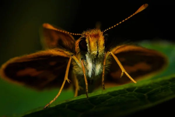 Close Cute Orange Moth Resting Leaf — Stock Photo, Image