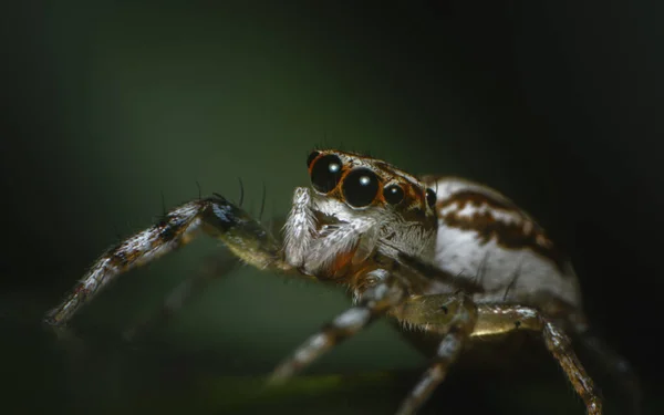 Super Makro Výstřel Skákání Pavouk Listu — Stock fotografie