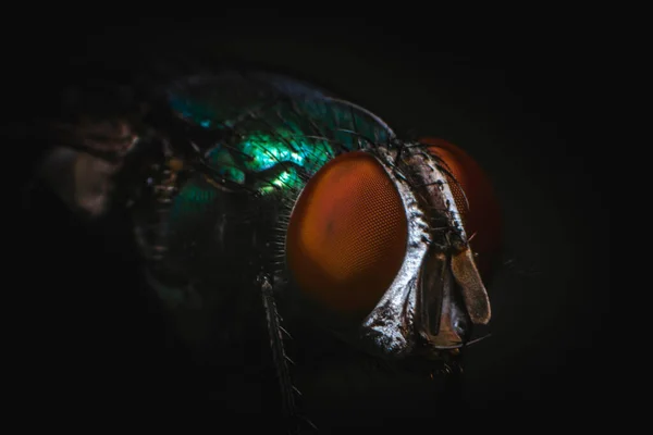 Super macro shot detail of a fly face