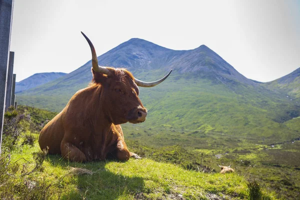 La vaca de las Highlands, una raza escocesa de ganado que es local conocida como "coo ." — Foto de Stock