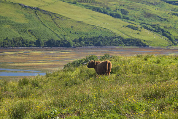 The Highland cow, a Scottish cattle breed that is local known as "coo."