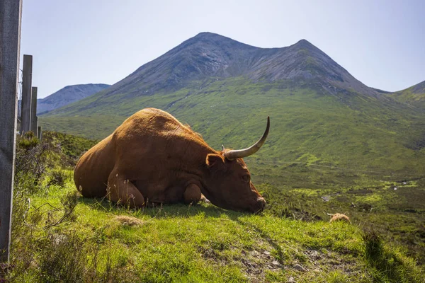 La vaca de las Highlands, una raza escocesa de ganado que es local conocida como "coo ." — Foto de Stock