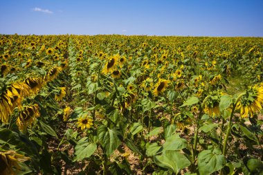 İspanya 'nın Ronda kenti yakınlarındaki ayçiçeği tarlaları
