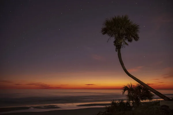 Palma Árvore e um céu noturno desaparecido — Fotografia de Stock
