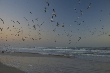 Martılar Daytona Sahili, Florida sahilinden uçuyor.