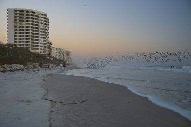Martılar Daytona Sahili, Florida sahilinden uçuyor.