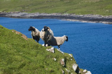Koyun otluyor ve Skye Adası 'ndaki bir uçurum boyunca yürüyor.