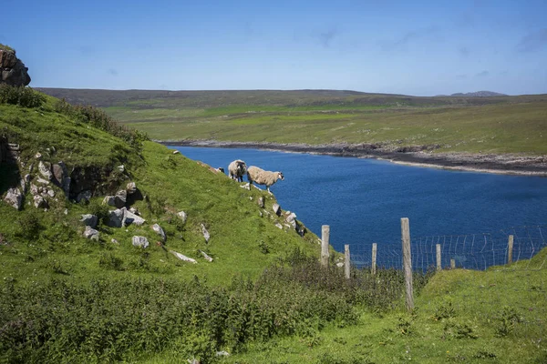 Koyun otluyor ve Skye Adası 'ndaki bir uçurum boyunca yürüyor.