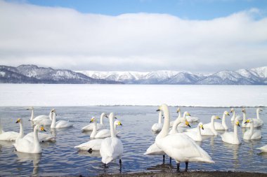 HOKKAIDO, JAPAN-JAN. 31, 2013: Swans in Lake Kussharo, Hokkaido. clipart