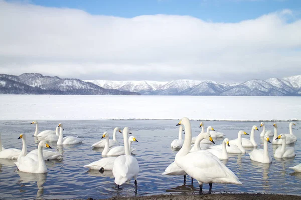 Hokkaido, Japonya-Ocak 31, 2013: Kuğu Gölü Kussharo, Hokkaido'da.