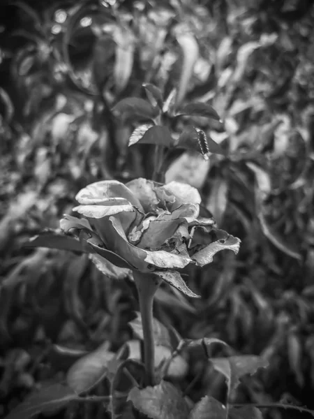 Black and white decayed rose in the fall