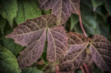 Renkli sonbahar yapraklarının yakın çekimi